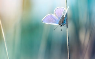 common blue butterfly on grey stem HD wallpaper